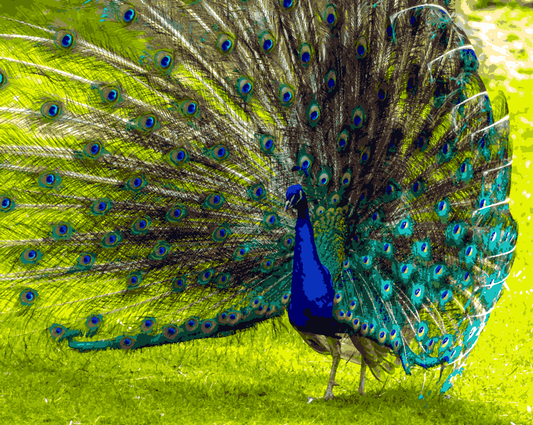 A Bluish Peacock (3) - Van-Go Paint-By-Number Kit