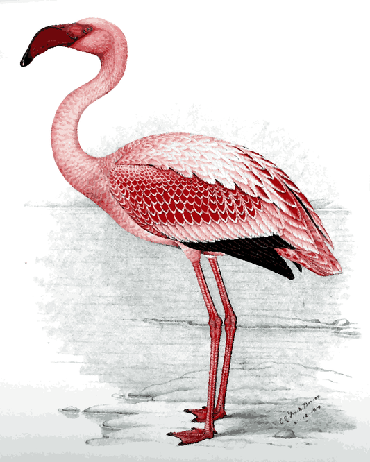 A Flamingo for Beginners - Van-Go Paint-By-Number Kit
