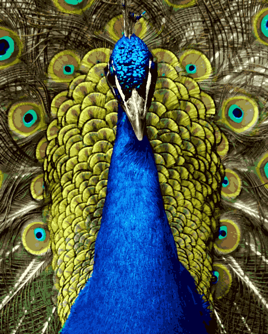 A Bluish Peacock (5) - Van-Go Paint-By-Number Kit