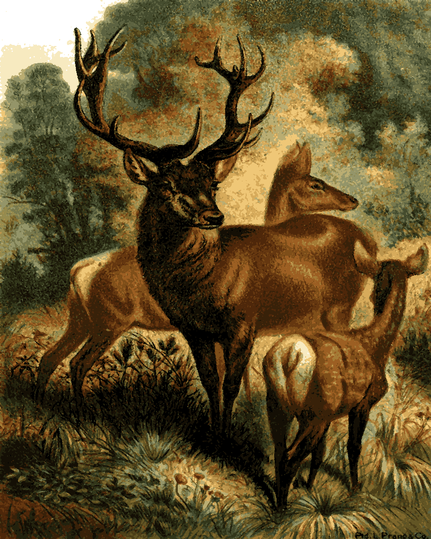 Red Deer by John George Wood - Van-Go Paint-By-Number Kit