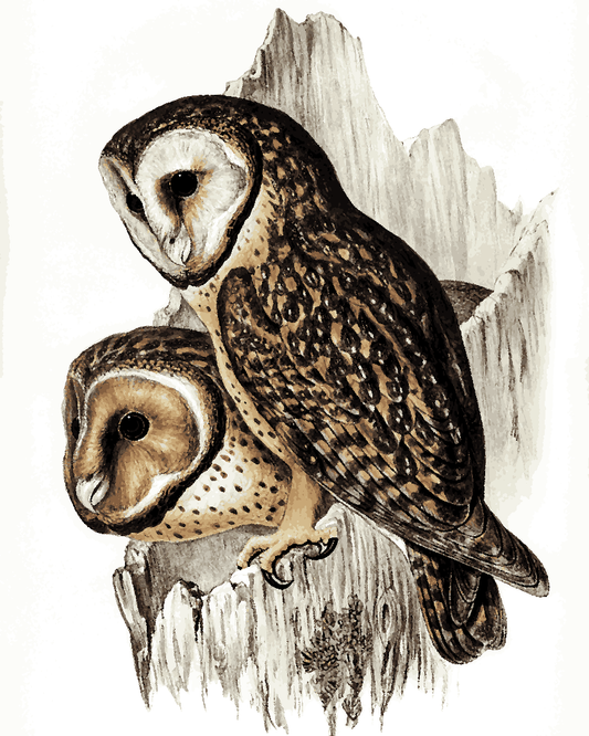 Owls Collection PD (10) - Chestnut-faced Owl by Elizabeth Gould - Van-Go Paint-By-Number Kit