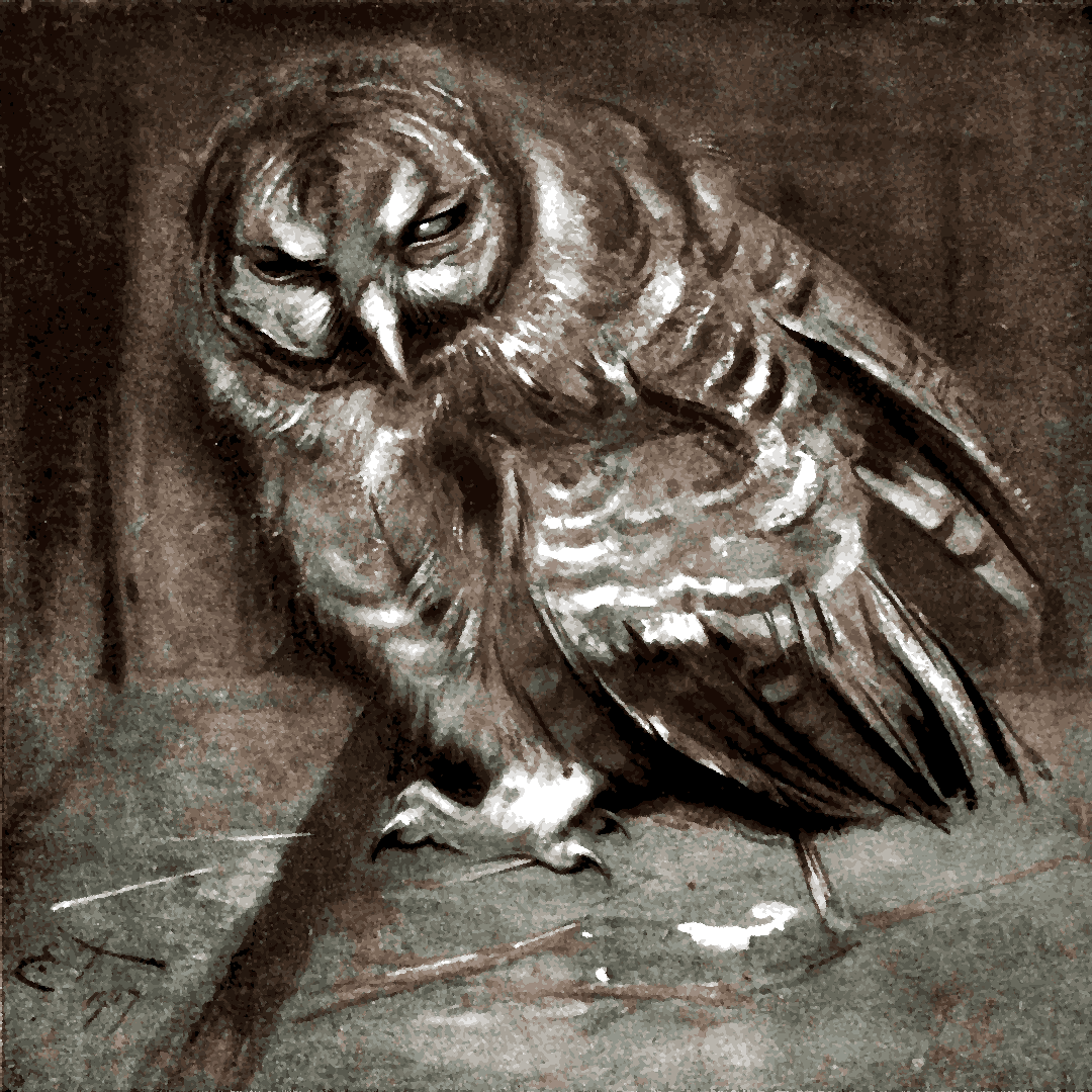Owls Collection PD (11) - A young brown owl by Edwin John Alexander - Van-Go Paint-By-Number Kit