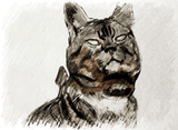 Cats Collection OD (128) - Van-Go Paint-By-Number Kit