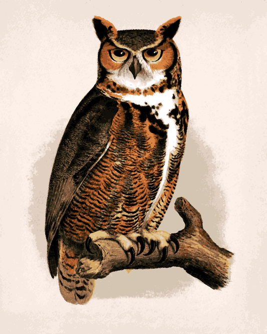 Owls Collection PD (16) - Great horned owl - Van -Go Paint-By-Number Kit