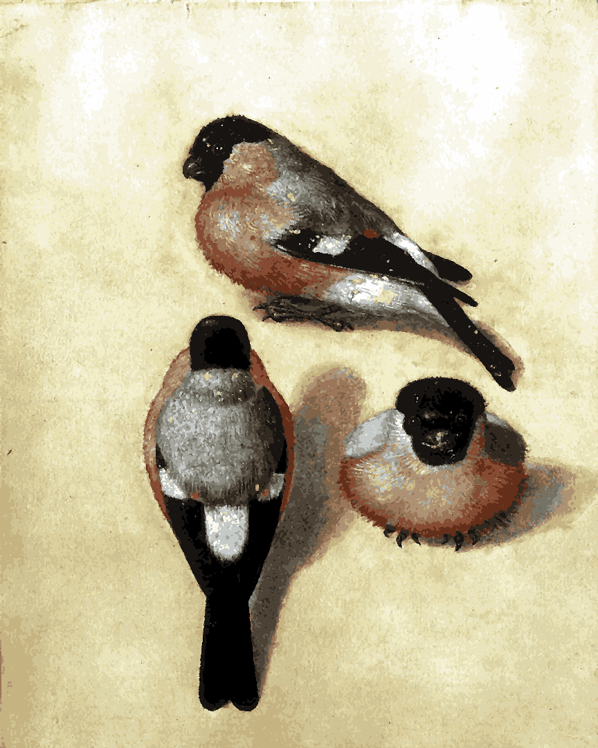 Three bullfinch by Albrecht Dürer PD (17) - Van-Go Paint-By-Number Kit