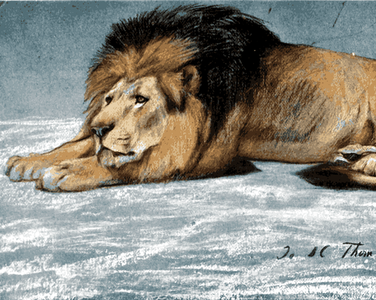 Lions Collection PD (19) - Etude de lion by John Macallan Swan - Van-Go Paint-By-Number Kit