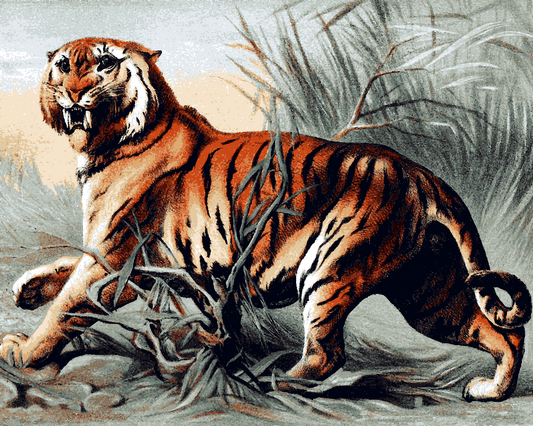 Tigers Collection PD (23) - Royal bengal tiger by John Karst - Van-Go Paint-By-Number Kit