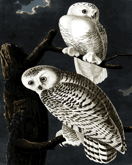 Owls Collection PD (39) - Snowy Owl by John James Audubon - Van-Go Paint-By-Number Kit
