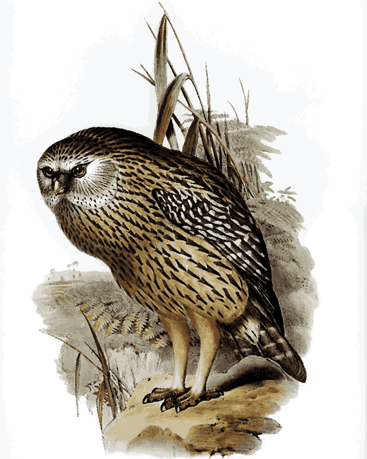 Owls Collection PD (41) - Wekau by Elizabeth Gould - Van -Go Paint-By-Number Kit