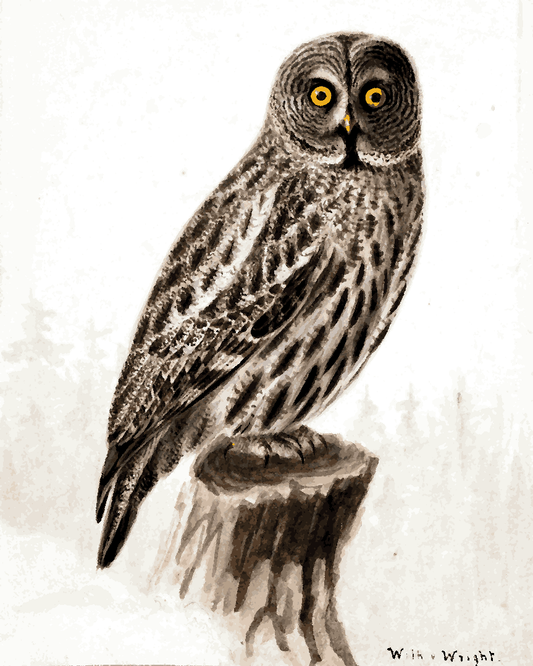 Owls Collection PD (42) - Great Grey Owl by Wilhelm von Wright - Van-Go Paint-By-Number Kit