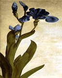 Iris by Albrecht Dürer (5) - Van-Go Paint-By-Number Kit