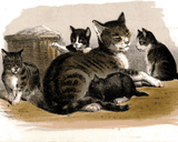 Cats Collection OD (65) - Cats and kittens - Van-Go Paint-By-Number Kit