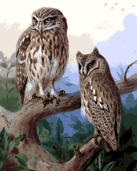 Owls Collection PD (6) - Little Owl and Scops Owl by Archibald Thorburn - Van-Go Paint-By-Number Kit