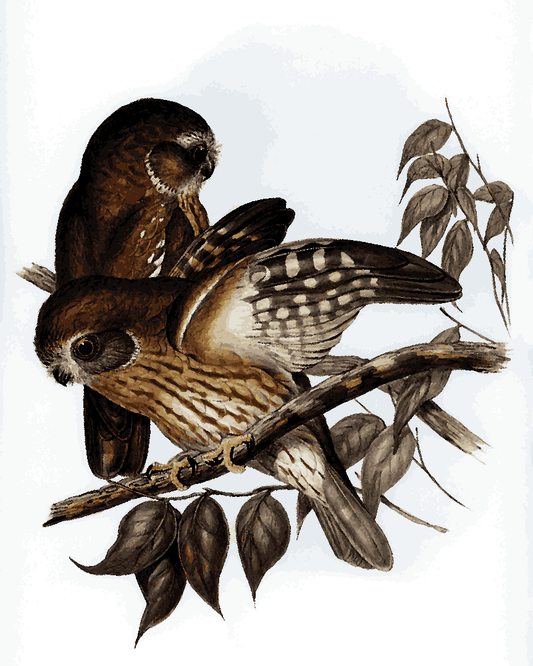 Owls Collection PD (8) - Boobook Owl by Elizabeth Gould - Van -Go Paint-By-Number Kit